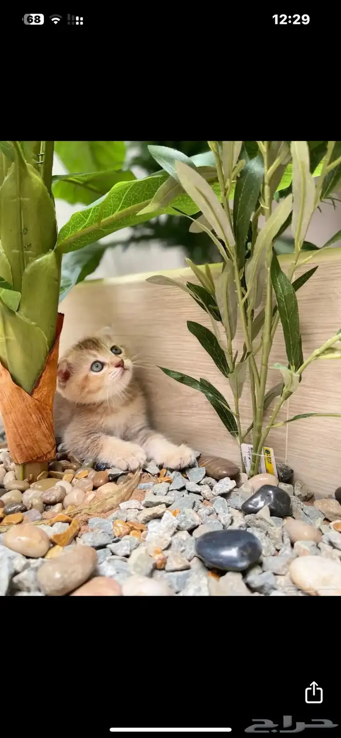 عدد 6 قطط سكوتش فولد بيور 14