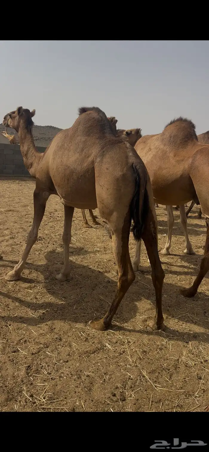 نياق للبيع 4