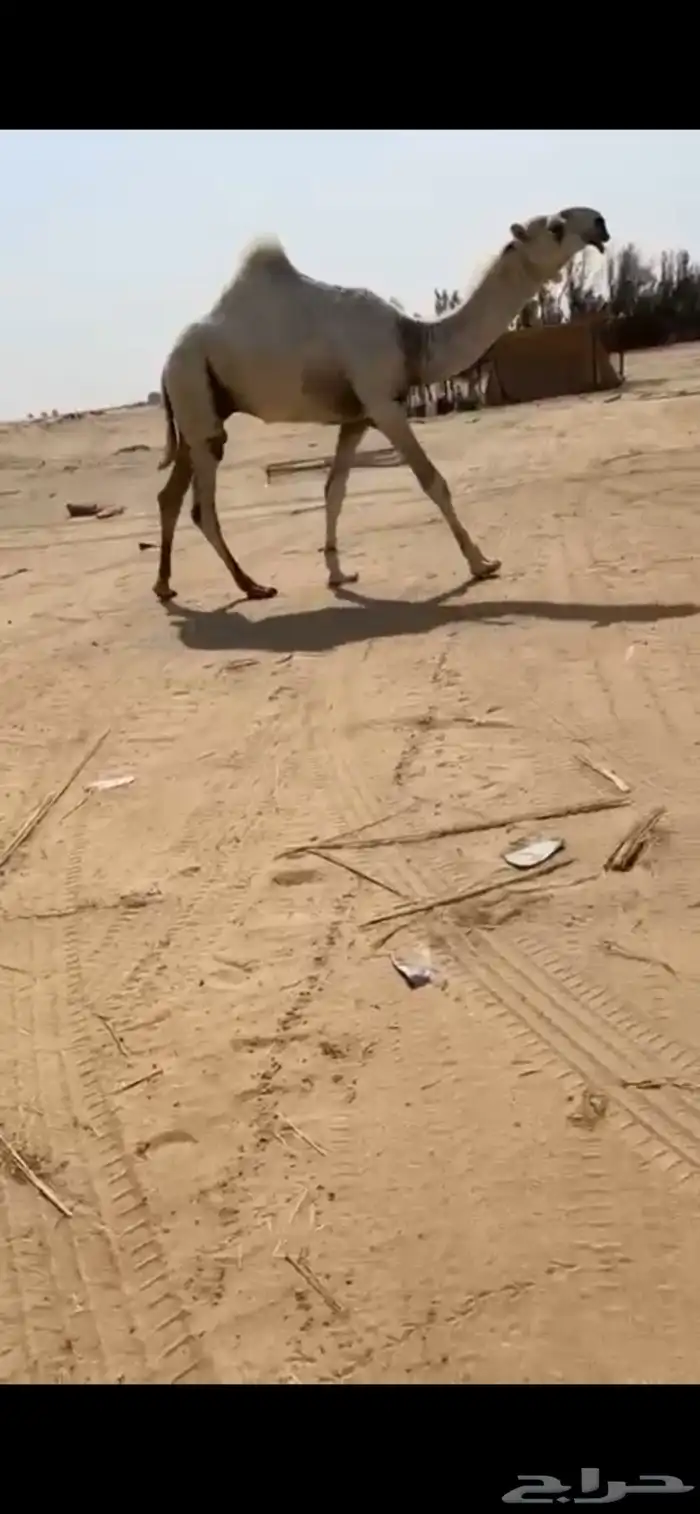 قعود كفو مشروع هداد ان بارك فيه ربي 0