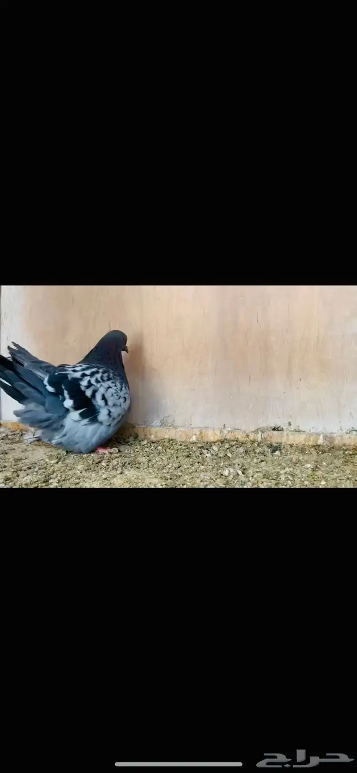 فحل فرش حامل لمن 2