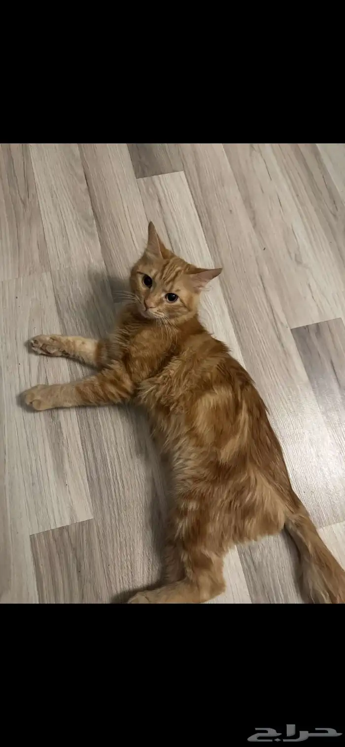 قط ضائع - قط هارب - قط مفقود - قطه مفقوده - قطه ضائعه 2
