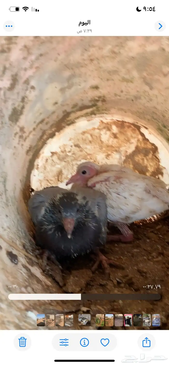الي يبي مقطع يجي خاصص 8
