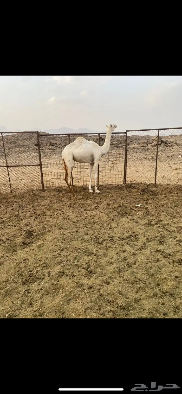 بكره للبيع 0