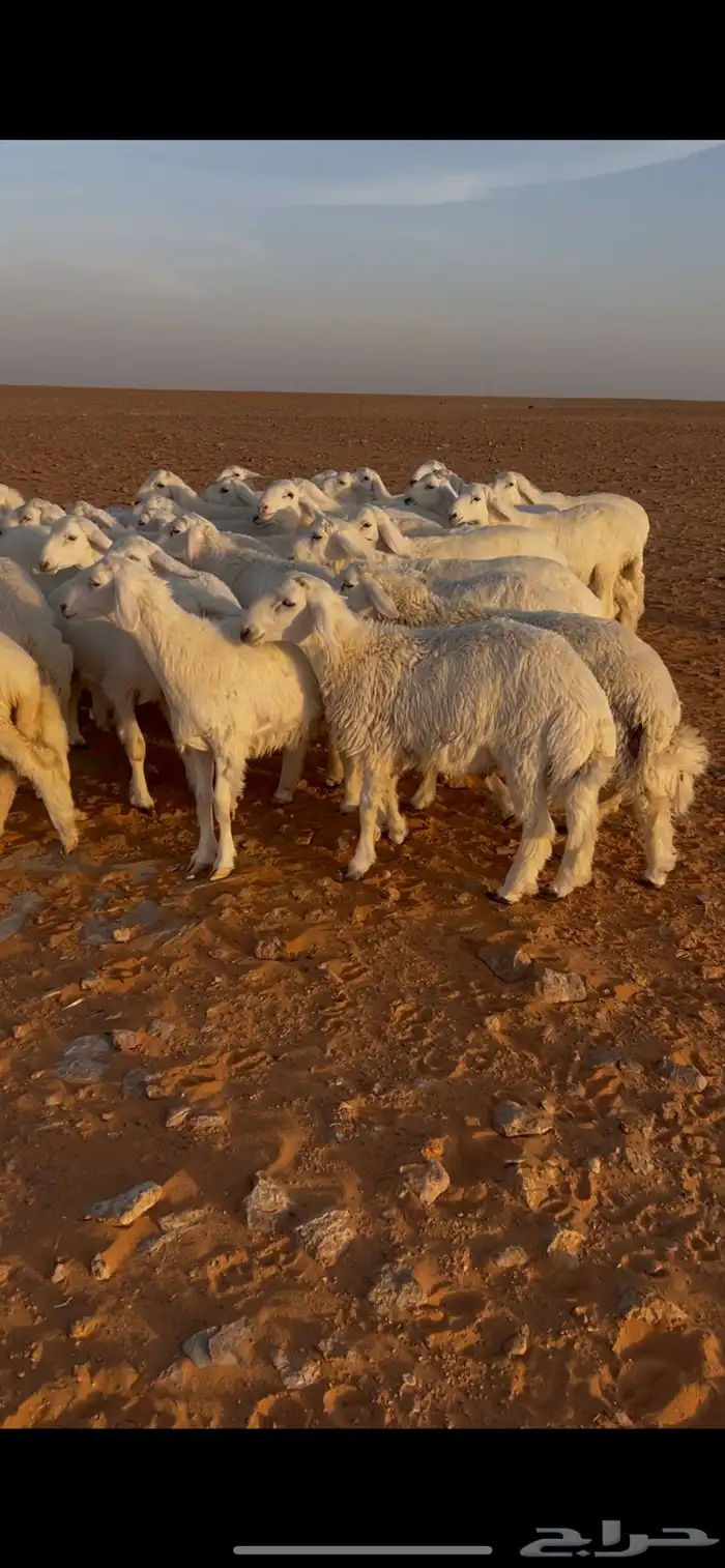 بهم حري طيب بري 0