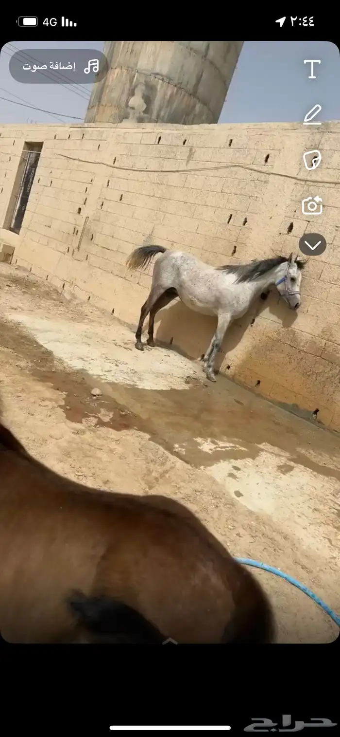 فرس واهو العمر 5 سنوات 0