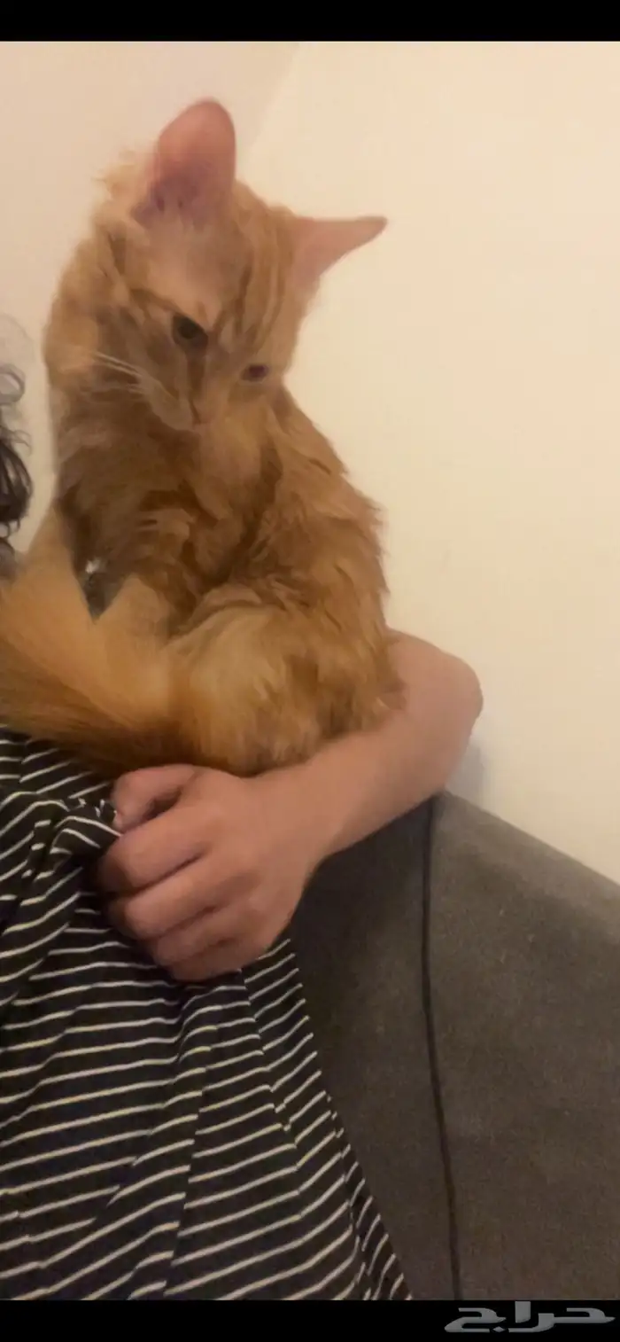 قط ضائع - قط هارب - قط مفقود - قطه مفقوده - قطه ضائعه 1