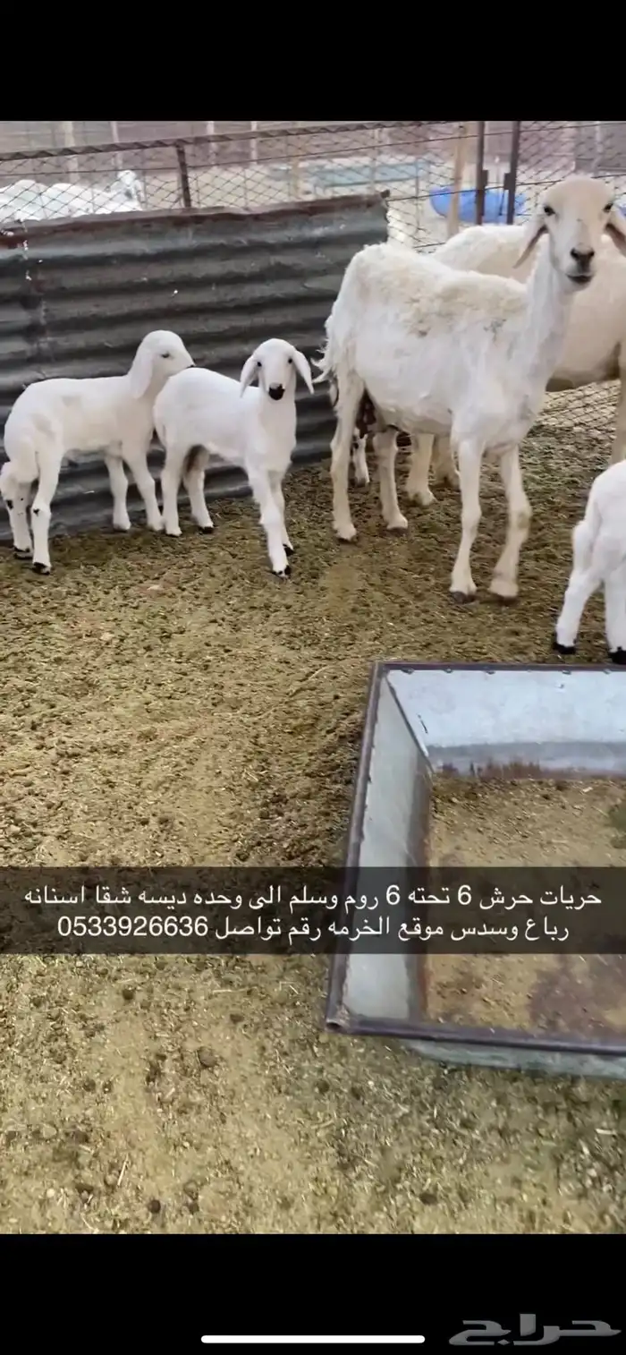 ضان خلفات 2