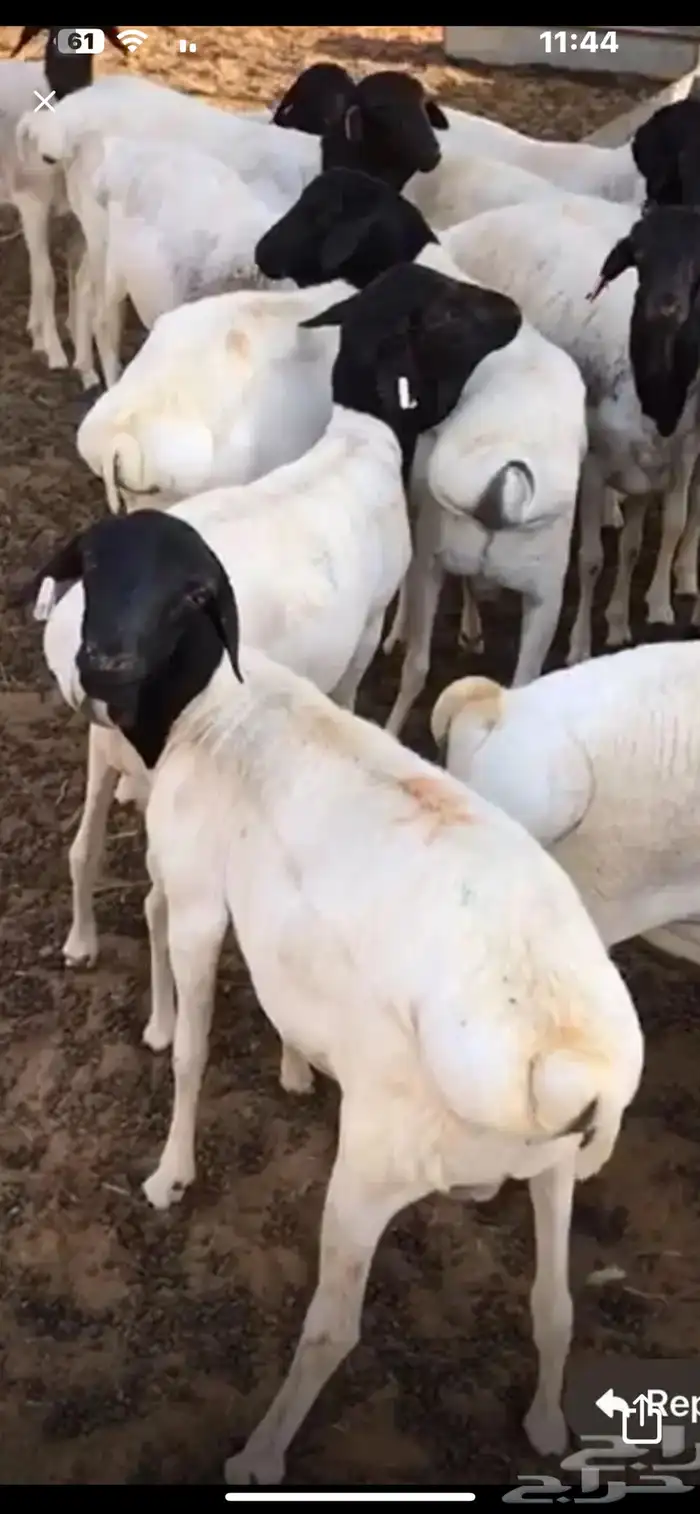 طليان برابر طيبه 1