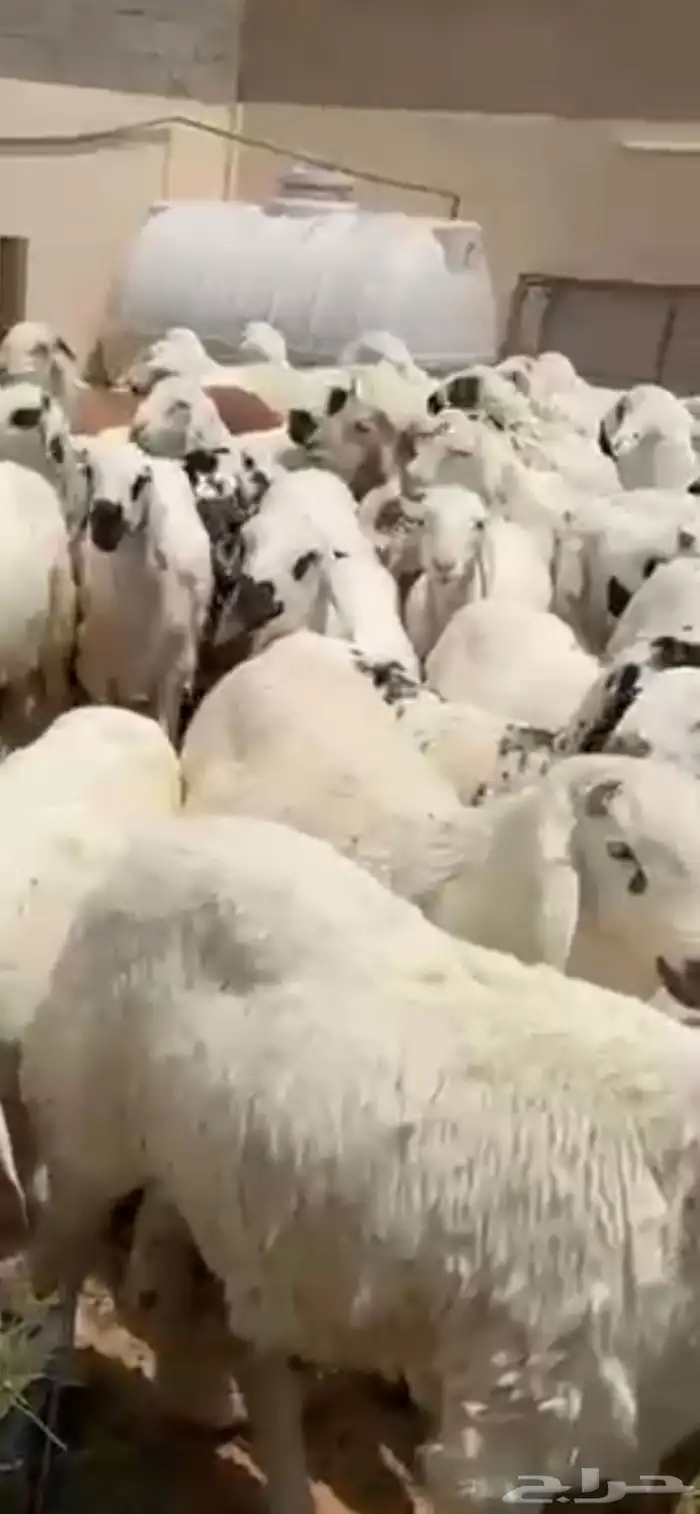 ذبايح سواكن مرابي شرط 0