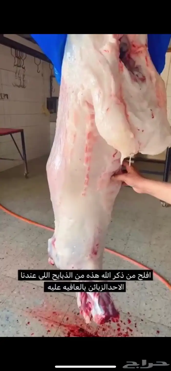 ذبايح فاخره من تربيتنا ذبيحه كامله نص ذبيحه او بلكيلو 3