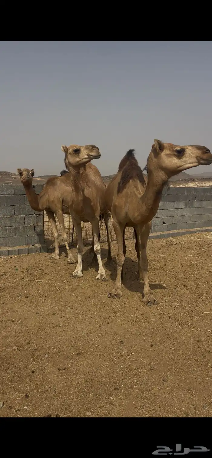 نياق للبيع 0