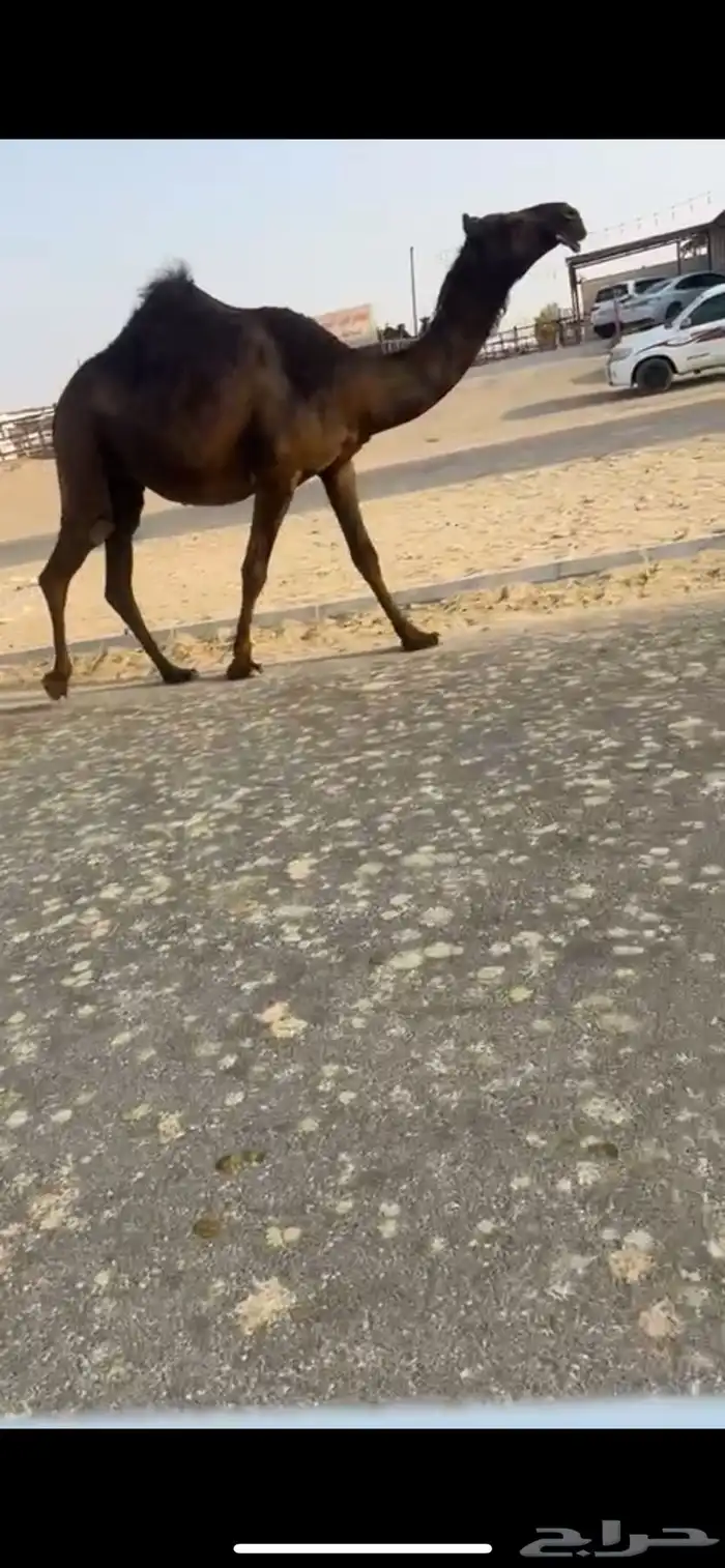 لقحه بكر 1