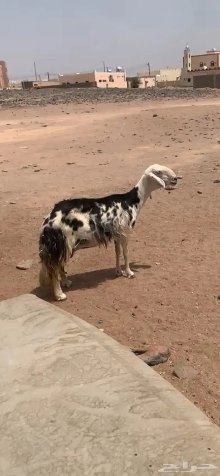 نعجه نجديه 1