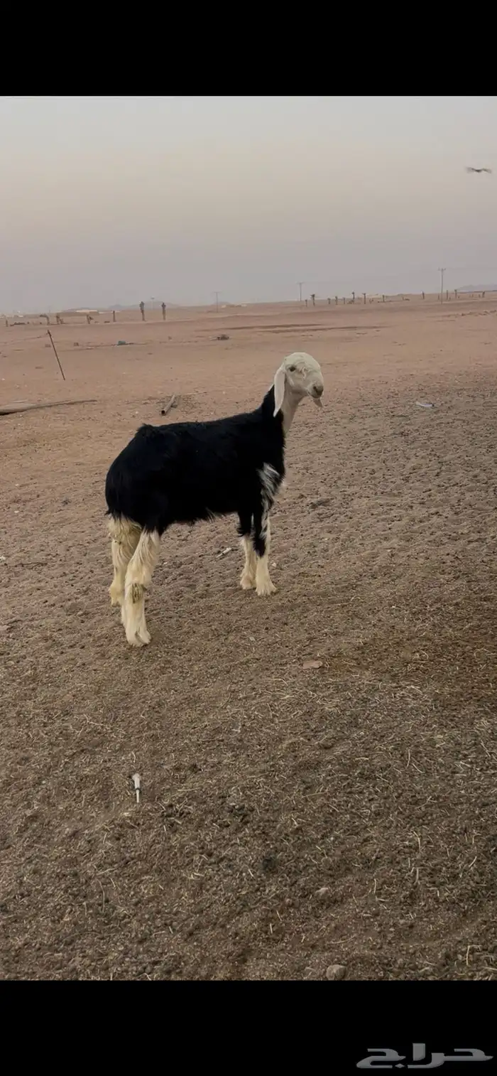 طلي مشروع فحل 0