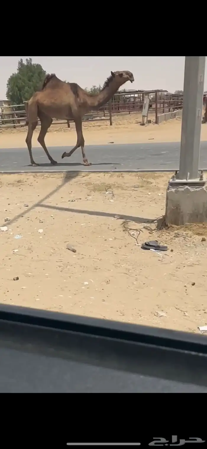 قعود بكستاني 0