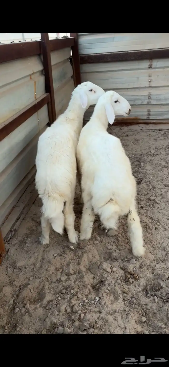 خروف حري 0
