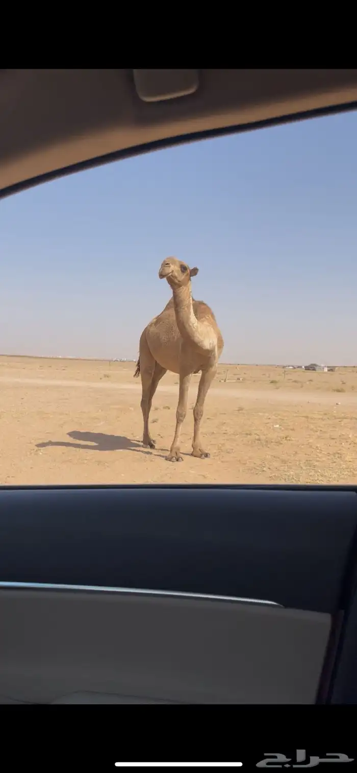 بكر جذعة عونية مزاين كفو 1