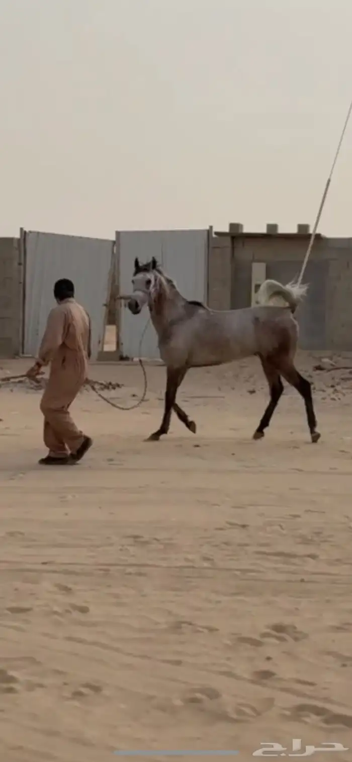 حصان شعبي 2