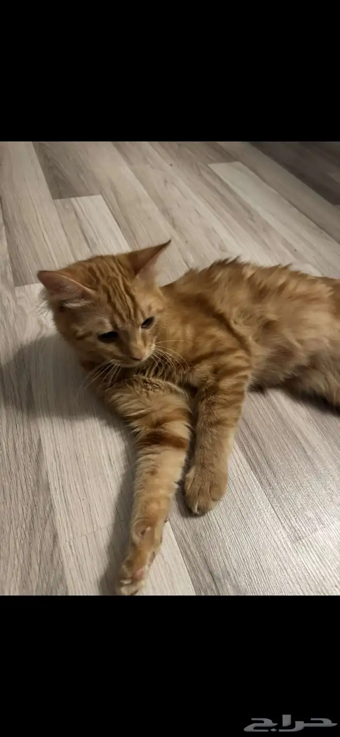 قط ضائع - قط هارب - قط مفقود - قطه مفقوده - قطه ضائعه 0