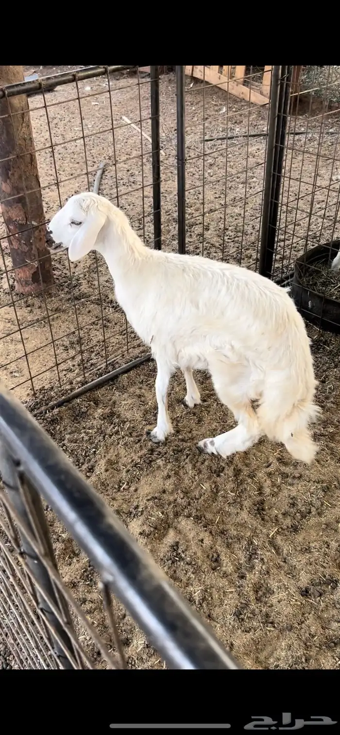 ذبايح 0