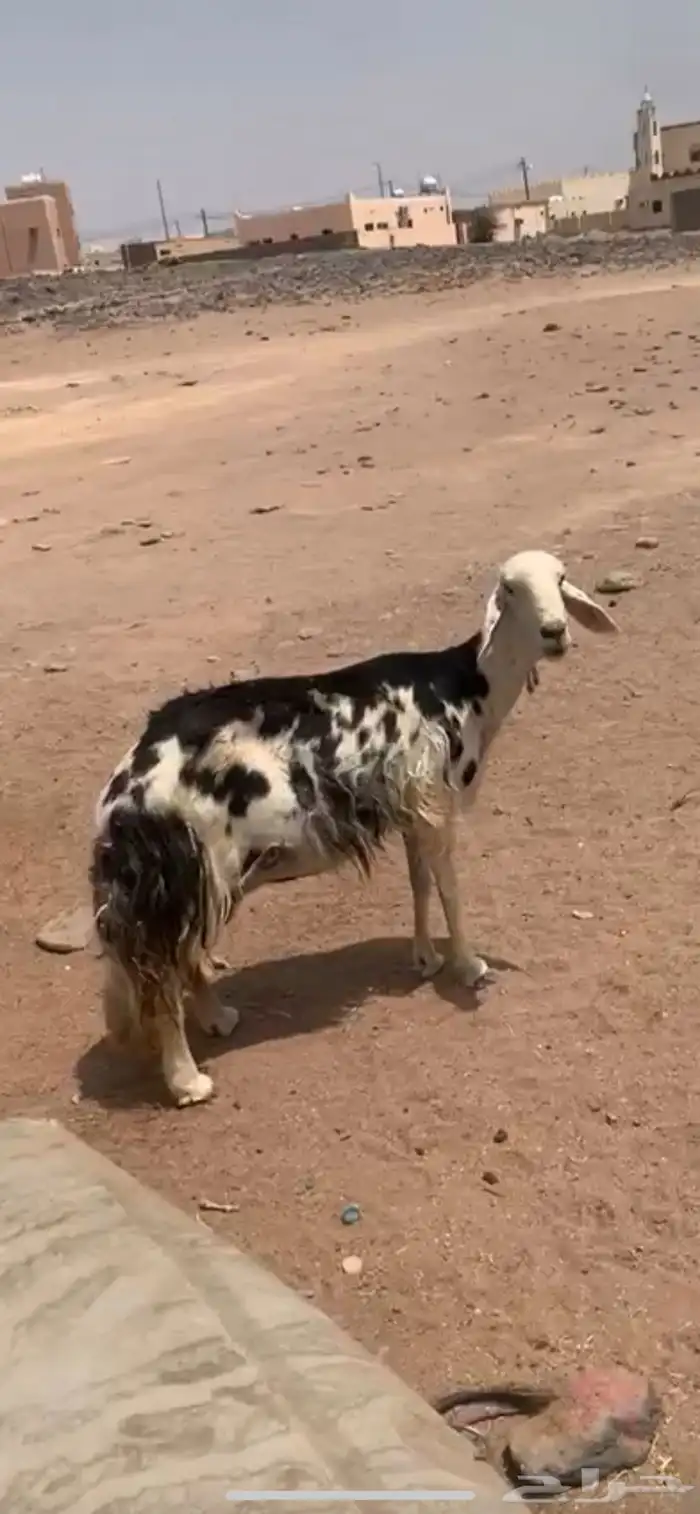 نعجه نجديه 0