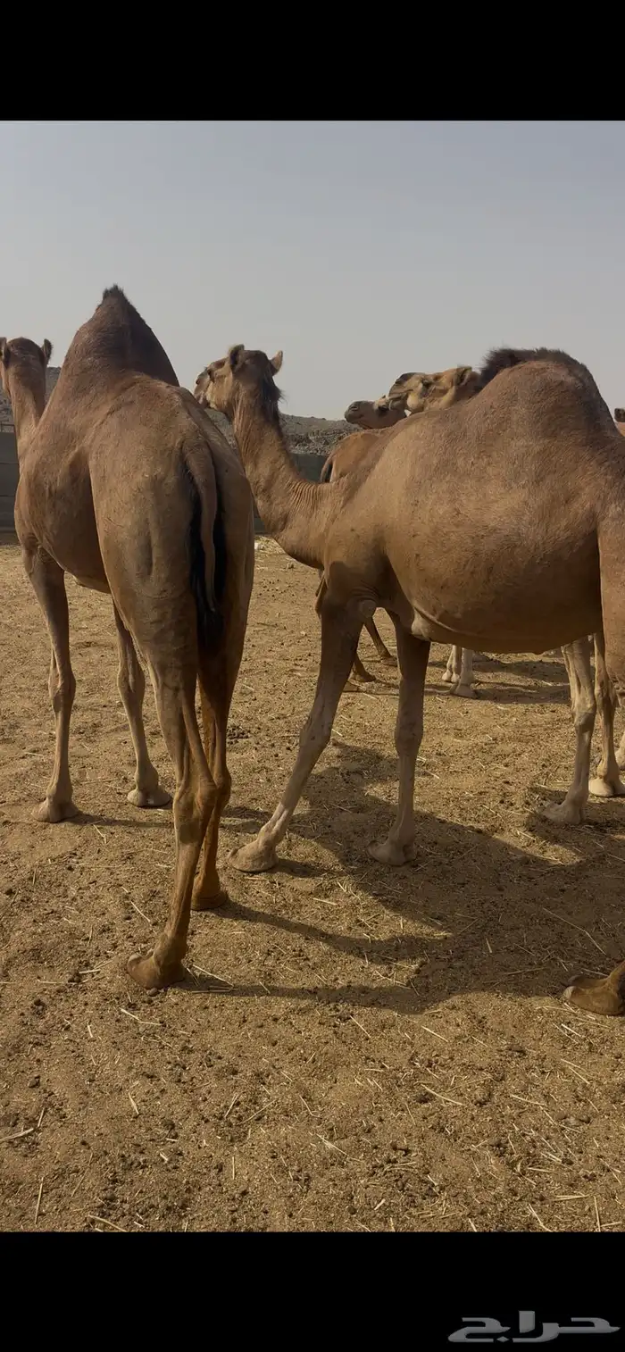 نياق للبيع 3