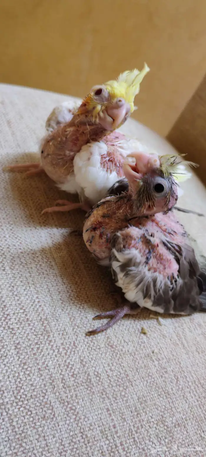 فراخ كروان للبيع 0