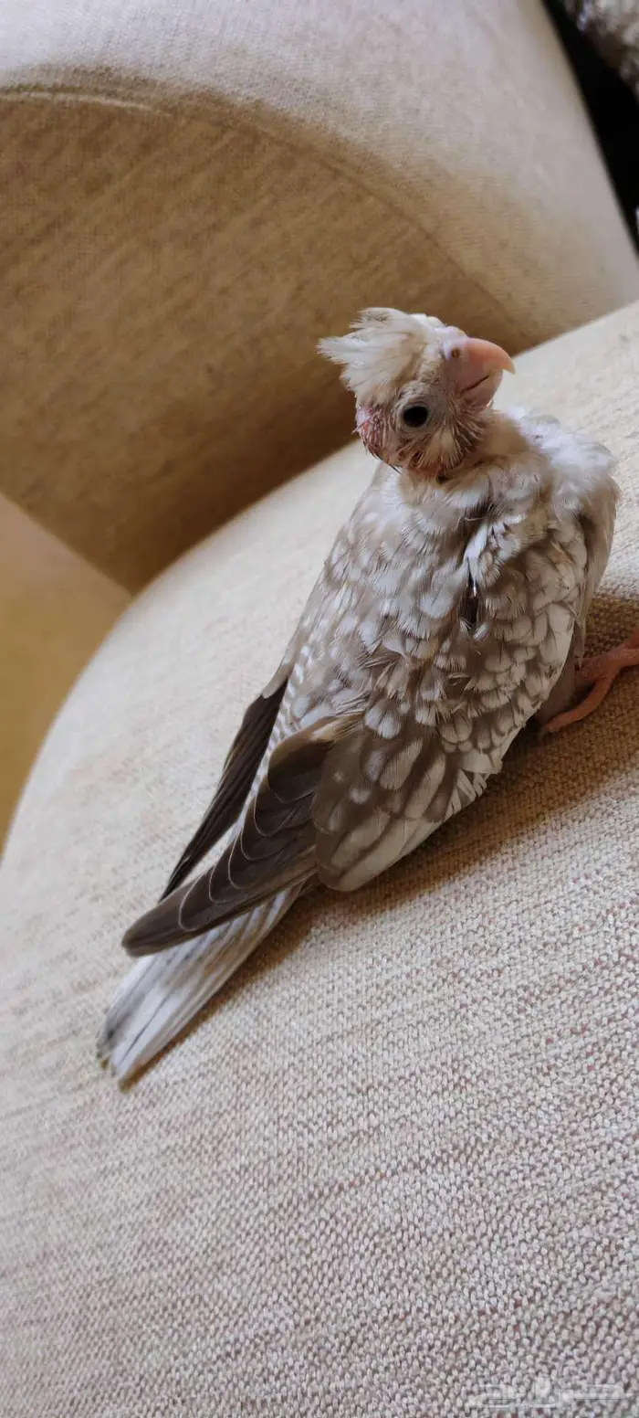 فراخ كروان للبيع 1