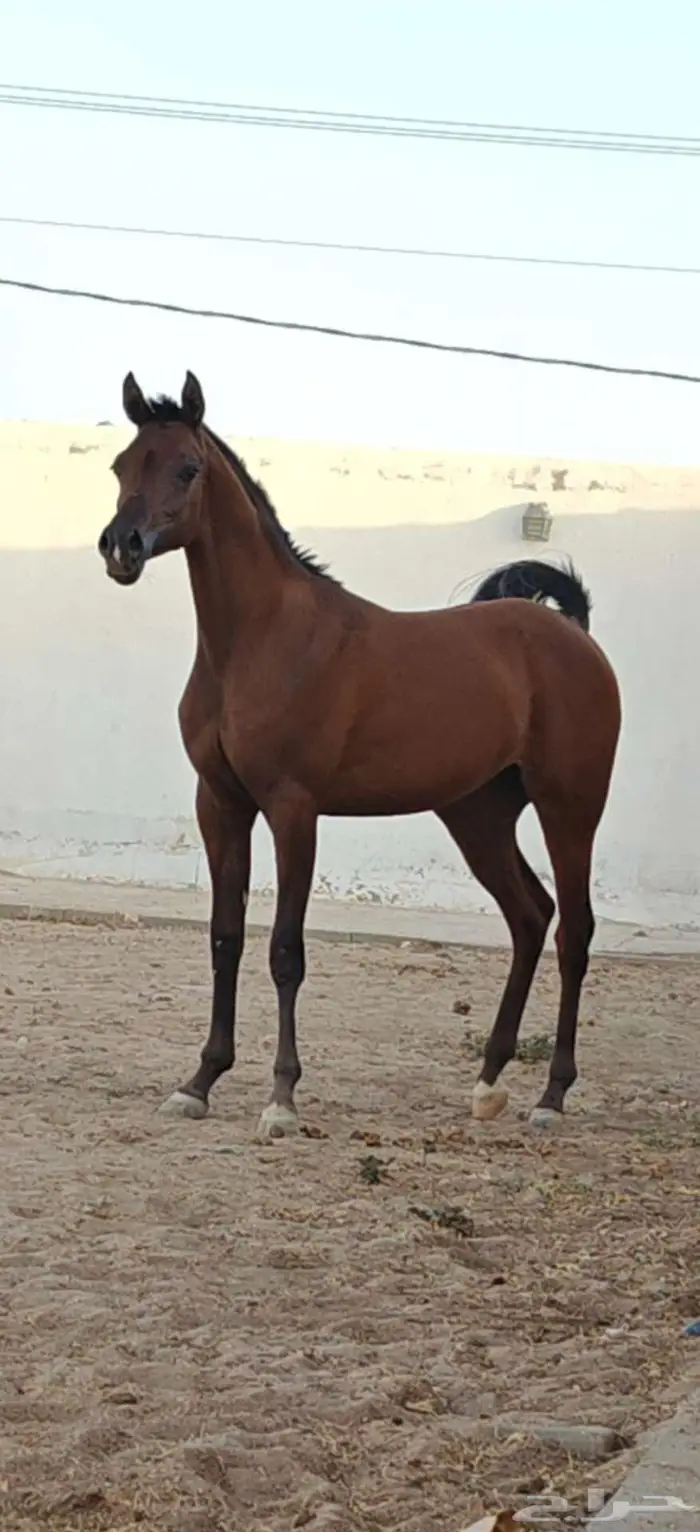 مهره واهو جميله 0