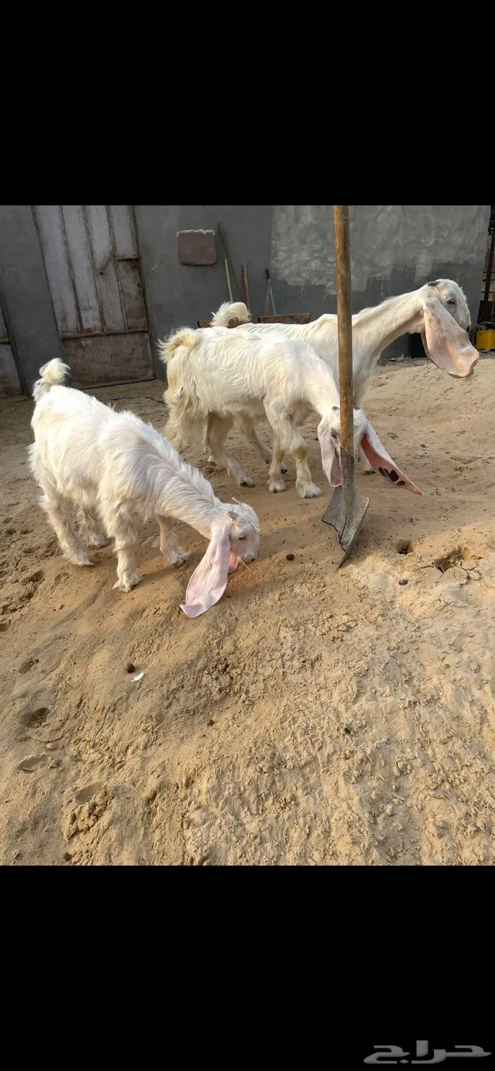 جفار بيض عوارض جفرتين وتيس بالاحساء 2
