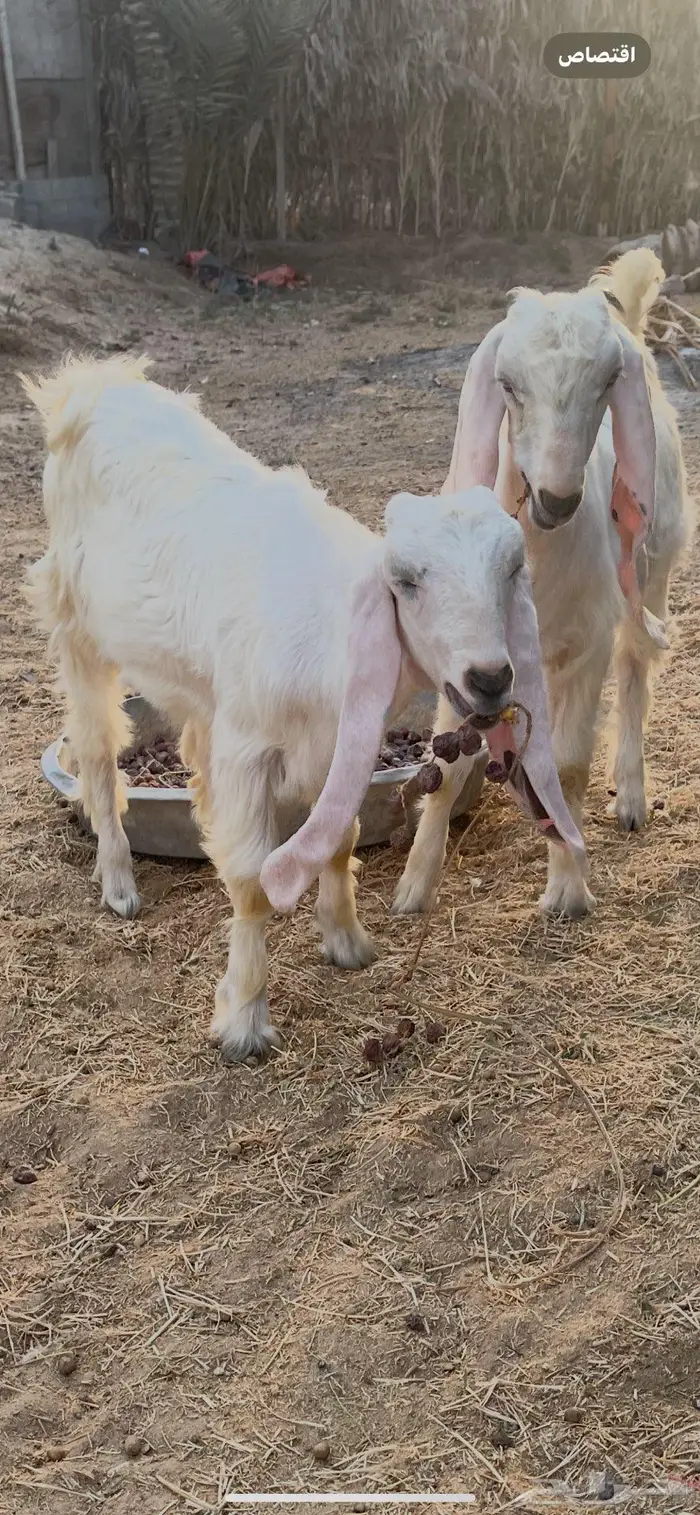 جفار بيض عوارض جفرتين وتيس بالاحساء 4