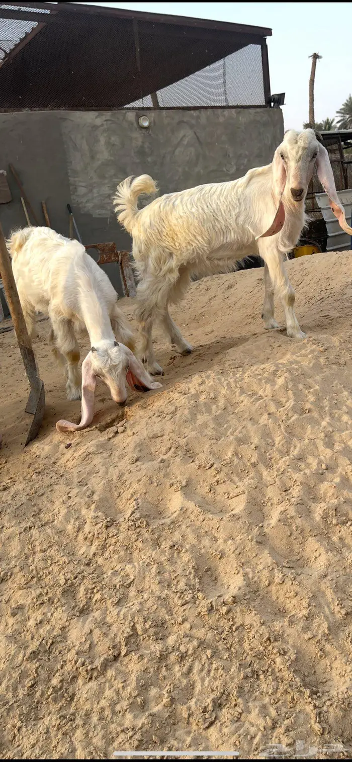 جفار بيض عوارض جفرتين وتيس بالاحساء 5