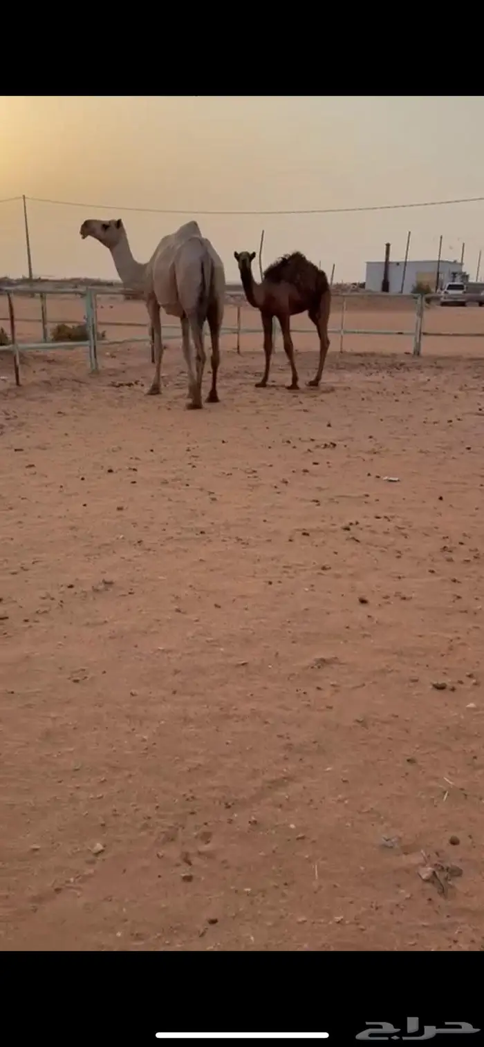 شقراء 4