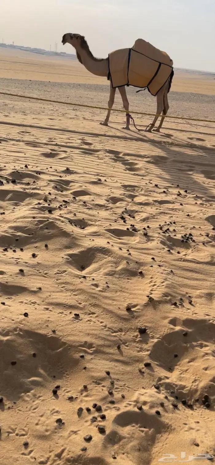 قعود باتلي 1
