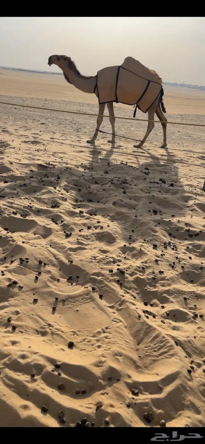 قعود باتلي 0