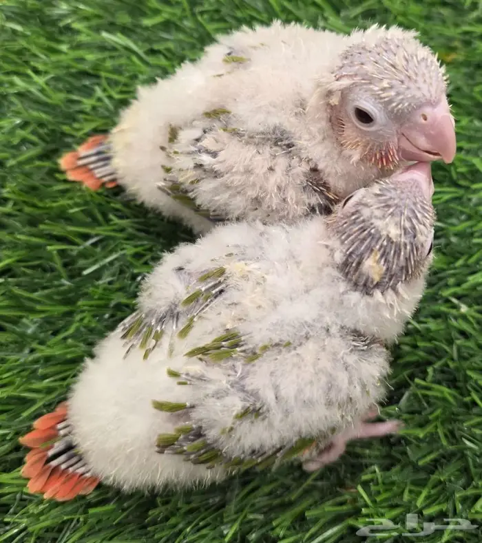 للبيع فرخين كنيور 1