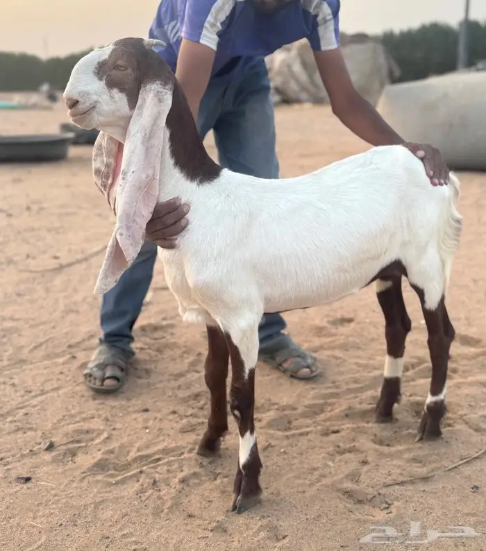 جفره و تيس هولنديه فاخره ( مباعه ) 0