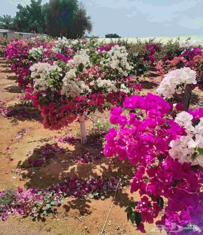 جهنميه واشجار جميع لانواع ونخل واشنطني نخيل واشنطن 1