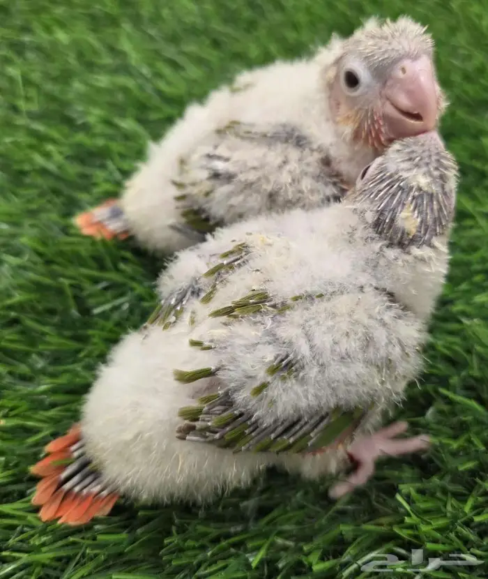 للبيع فرخين كنيور 0