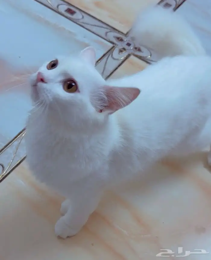 قط كيوت للتبني 1
