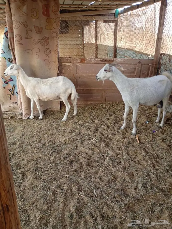 للبيع نعجه و ماعز بيشي 2