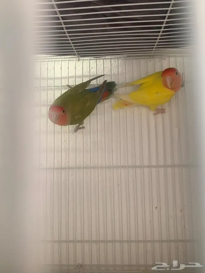 زوج روز منتج (تم البيع) 0