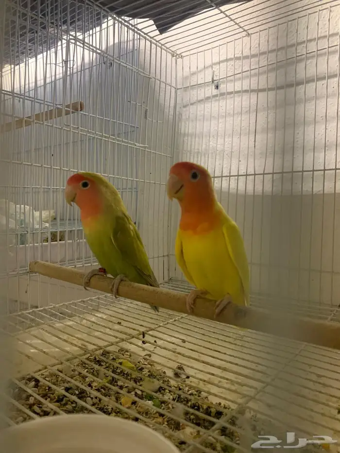 زوج روز منتج (تم البيع) 1