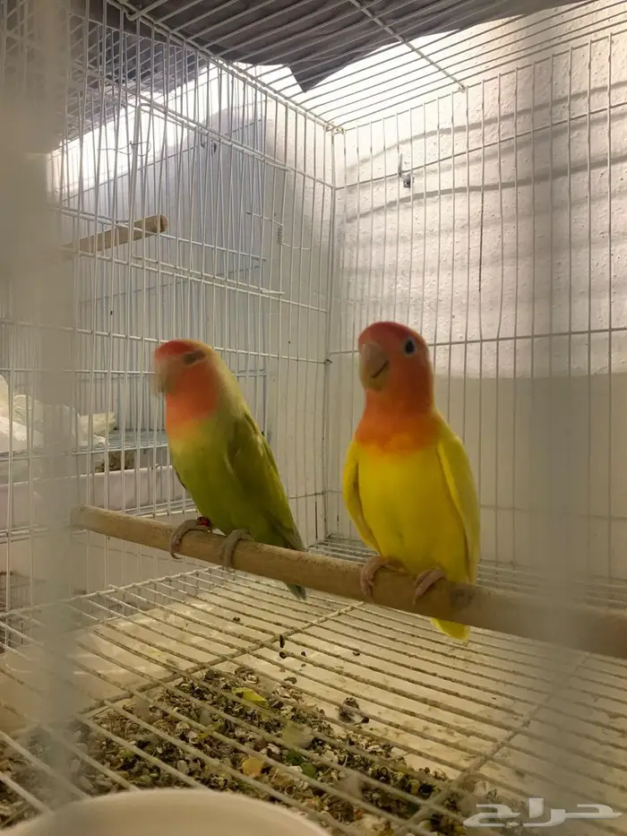 زوج روز منتج (تم البيع) 2