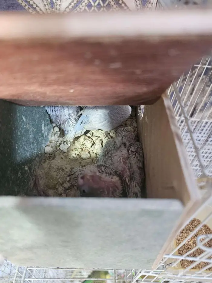 فرخ طيور الحب 1