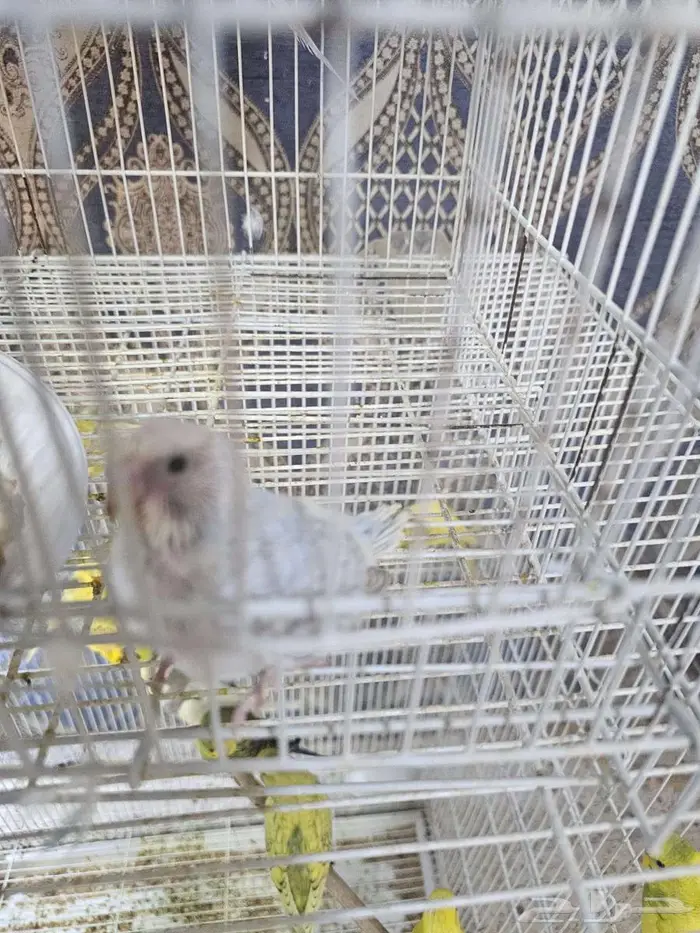 فرخ طيور الحب 0