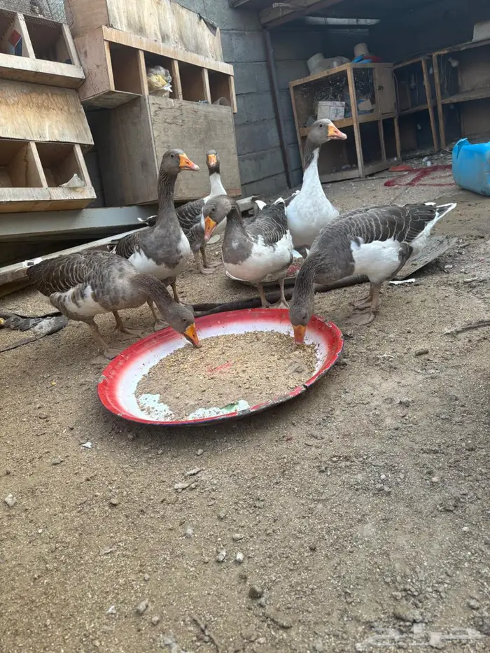 وز للبيع الأحجام سوبر العدد 7 0