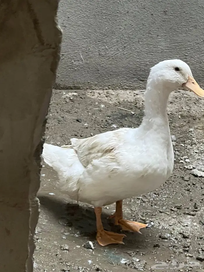 بط ذكر للبيع 2