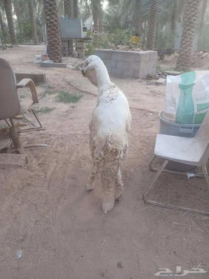خروف جذع 1