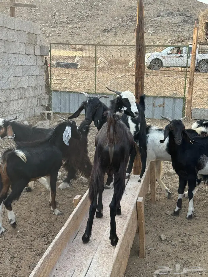تيوس سودانيه شبيه العوارض 1